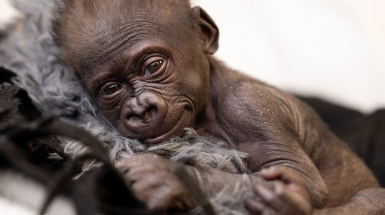 У США горила, яка народила за допомогою кесаревого розтину, відмовилася від дитини