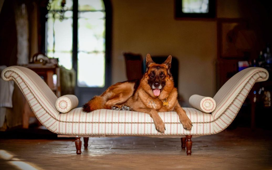 Вілла на Багамах, яхта і величезні статки: правда про найбагатшого у світі собаку