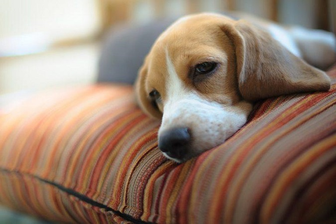 Це привід для хвилювання: 6 ознак того, що у вашого собаки депресія