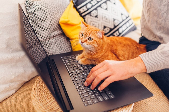 Чому кіт заважає вам працювати за комп'ютером: експерт назвала справжню причину