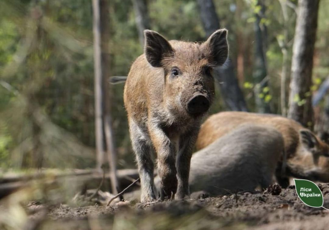 Африканська чума свиней: в лісі на Волині знайшли мертвих тварин