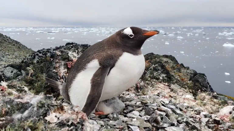 Загніздувалися на висоті 295 метрів: українські полярники показали «пінгвінів-верхолазів»
