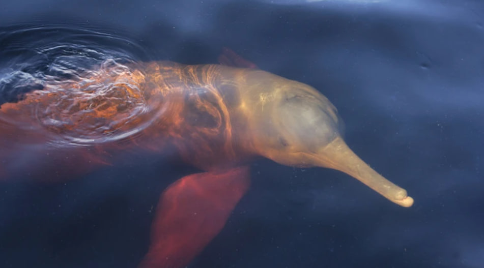 Плавав в Амазонці 16 мільйонів років тому: вчені знайшли череп річкового дельфіна