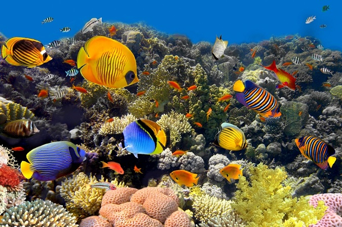 Учені з Таїланду вирощують корали в лабораторіях, щоб врятувати рифи