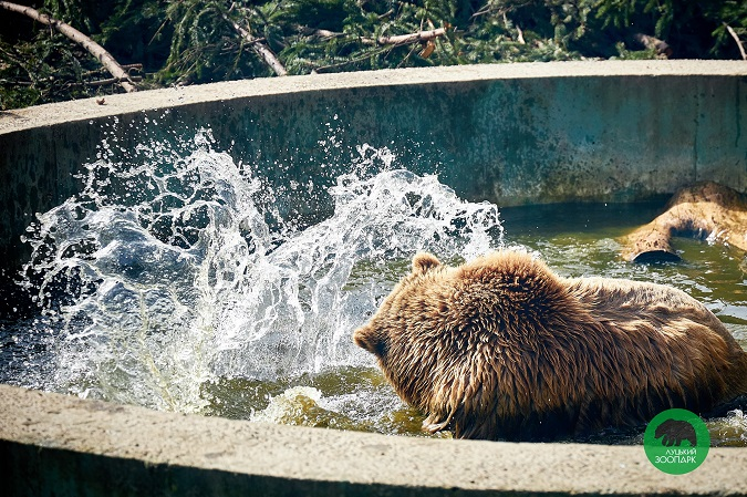 У Луцькому зоопарку ведмедики ловлять сонячні промені у басейні: фото підкорили мережу