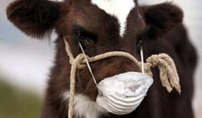 Власників худоби у Луцькій громаді зобов'язали перевірити тварин на бруцельоз