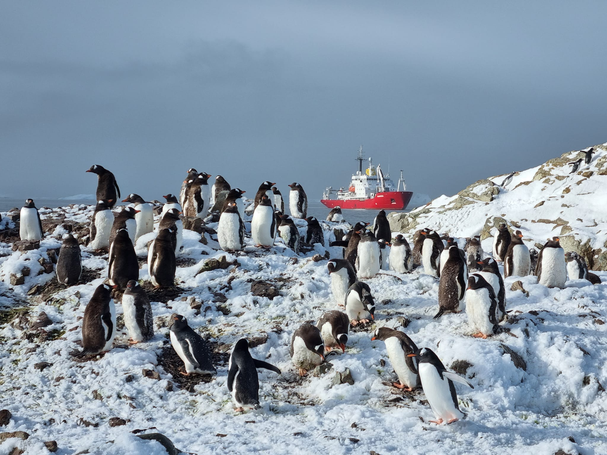 По 500 пінгвінів на полярника: біля «Вернадського» збільшується популяція пернатих