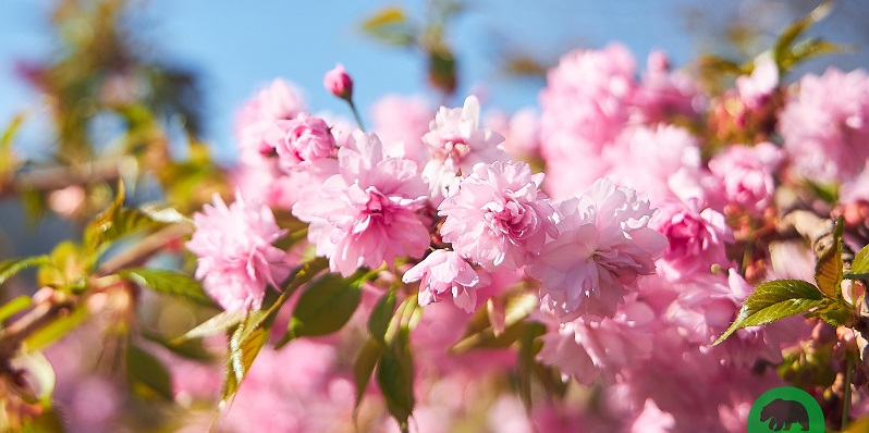 «Японською будь-яка вишня – сакура»: у Луцькому зоопарку квітнуть дерева (фото)