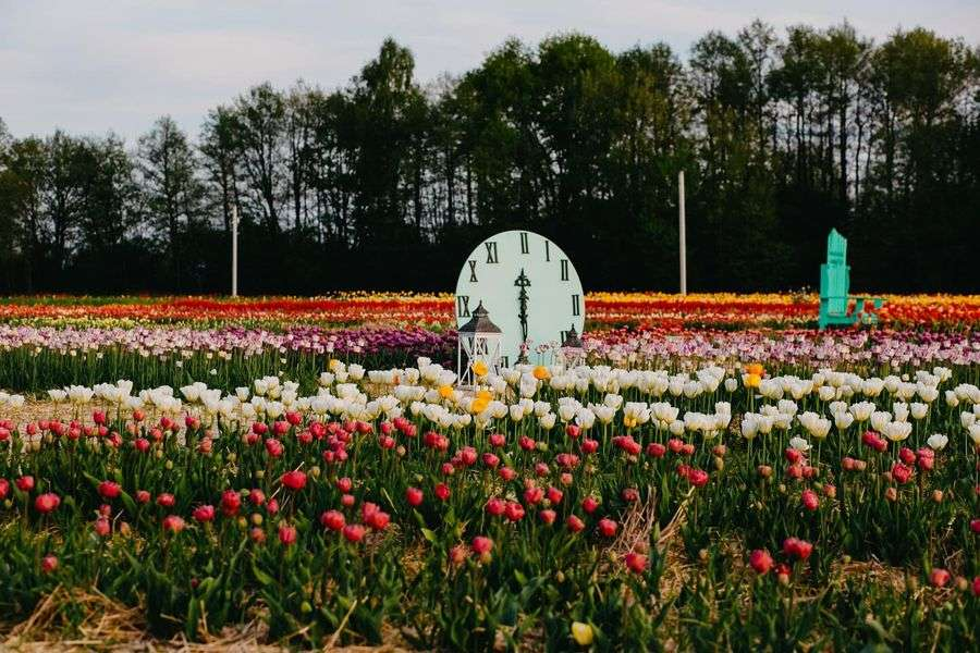 «Волинська Голландія»: повідомили, коли відкриють тюльпанове поле