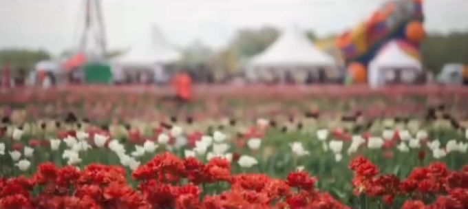 Як відбувається фестиваль тюльпанів у «Волинській Голландії» (відео)