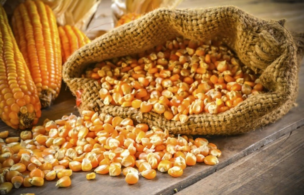 На Волині розпочали посів кукурудзи на зерно