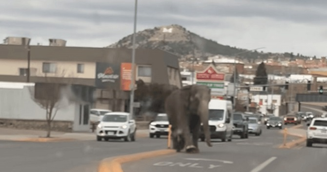 Слон втік із цирку та блукав вулицями (відео)