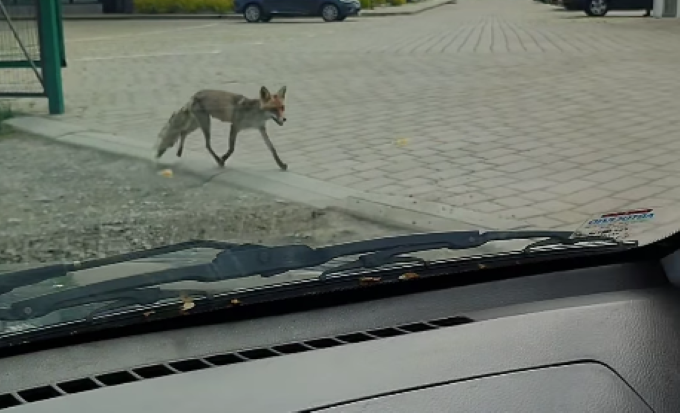 Худа й облізла: біля Луцька на території житлового комплексу вже місяць розгулює лисиця (відео)