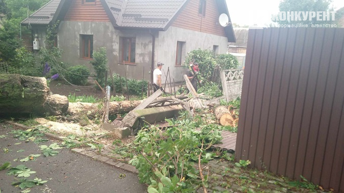 У Луцьку на Клима Савури під час грози впало дерево та зірвало лінію електропередач (фото)